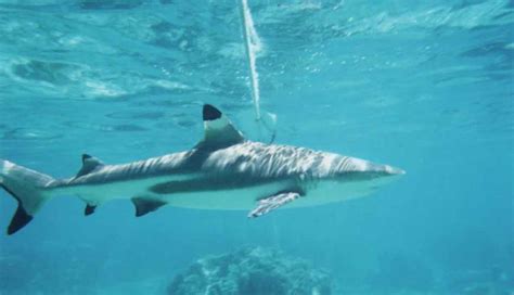 Shark Dangers When Snorkeling The Great Barrier Reef – Conquer The Water