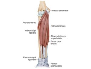 Medial Epicondyle Tendinopathy In Climbing | Bend + Mend: Physiotherapy and Pilates in Sydney's CBD