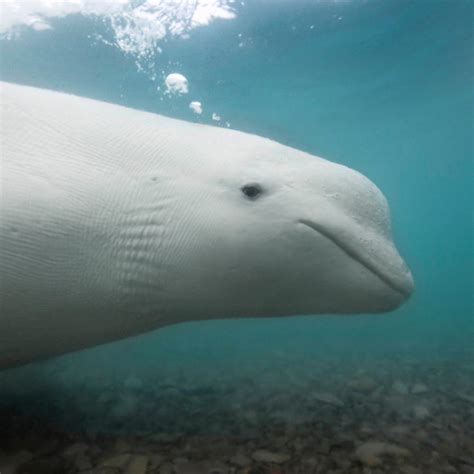 Beluga Whale | National Geographic