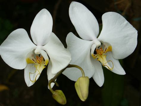 Phalaenopsis amabilis (Moth Orchid) | World of Flowering Plants