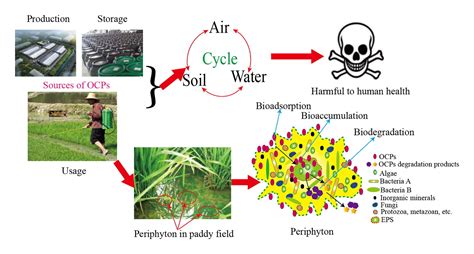 Occurrence and potential harms of organochlorine pesticides (OCPs) in environment and their ...