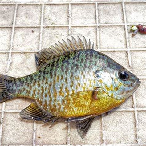 Can you eat pumpkinseed sunfish? - DIY Seattle