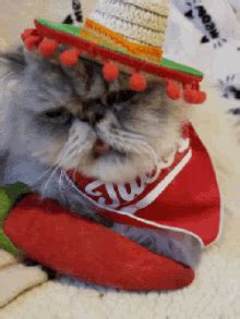 Cat Eating A Taco GIFs | Tenor