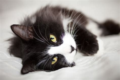 10 Facts About Tuxedo Cats - Catster