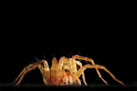 Funnel-web Grass Spider Agelenidae Photograph by Aaron Ansarov - Fine ...