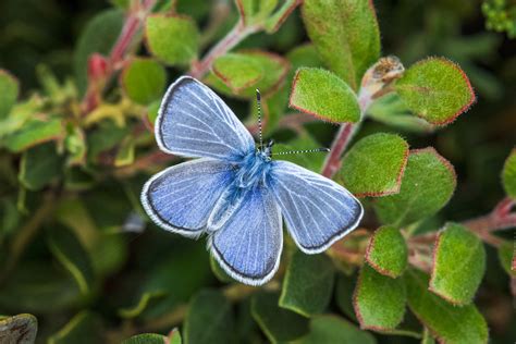 California Academy of Sciences and Presidio Trust repopulate sand dunes with relative of extinct ...