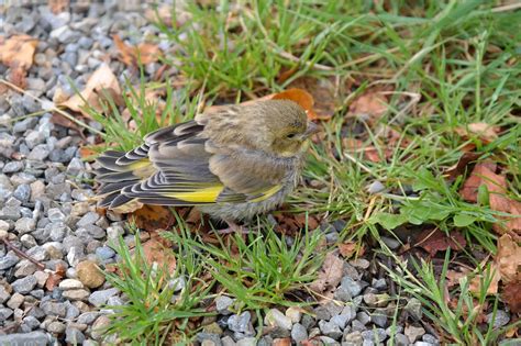 Greenfinch,bird,fink,carduelis chloris,songbird - free image from ...