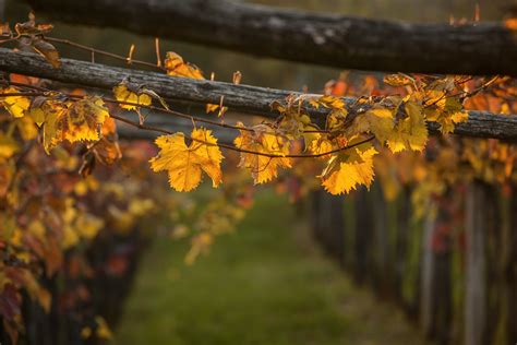 karst-wine-road-slovenia - TRAVELSLOVENIA.ORG – All You Need To Know To ...