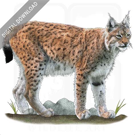 Eurasian Lynx - Signed Fine Art Print - inkart