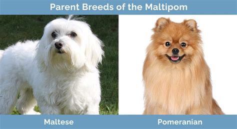 Maltipom (Maltese & Pomeranian Mix): Info, Pictures, and Facts | Hepper