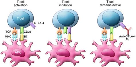 | Mechanism of action of ipilimumab. T cell activation requires... | Download Scientific Diagram