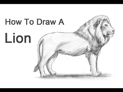 How To Draw A Big Lion - Forcesurgery24