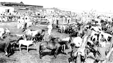 Chincoteague Pony Penning through the years