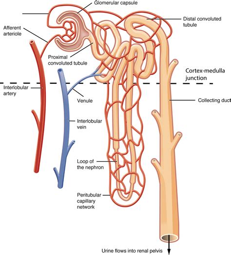 Kidney Diagram Nephron