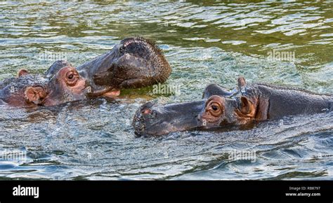 Hippo mating hi-res stock photography and images - Alamy