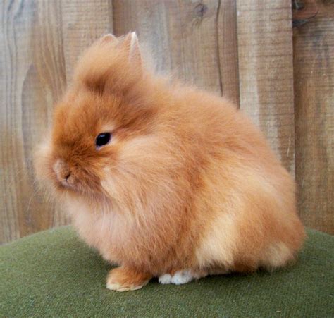 Lionhead Rabbit | The Life of Animals