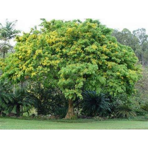 10 Seeds/Narra Tree/Philippine National Tree presyo ₱50