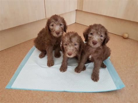 Bedlington Terrier Puppies For Sale | Austin, TX #191175