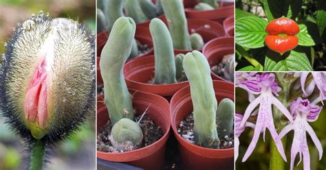 17 Adult Plants That Look Like They Come Straight Out of Porn World