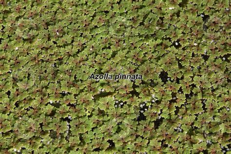 Azolla pinnata - Azolla pinnata - Azolla - Ferns - Pteridophyta (Ferns, Whisk ferns and ...