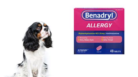 Benadryl for Dogs