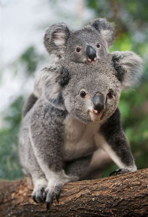 This Orphaned Koala is the cutest thing you will see today - #cutest #Koala #orphaned #today # ...