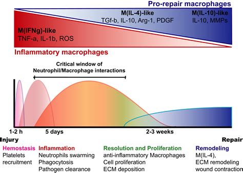 Neutrophil–macrophage cooperation and its impact on tissue repair - Bouchery - 2019 - Immunology ...