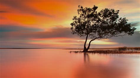 «mangrove» HD wallpapers