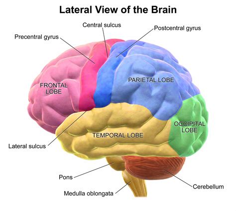 Secrets of the Brain: An Introduction to the Brain Anatomical Structure ...