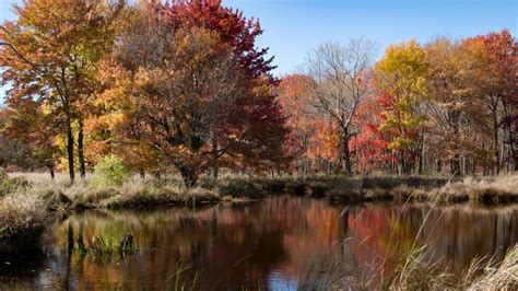 Experience NJ Fall Foliage with These Roadtrips | Driving Tips