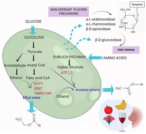 Acetate ester and ethyl ester biosynthesis (adapted from [75 ...