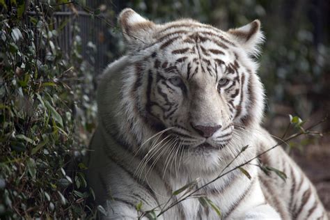 Free photo: White tiger - Animal, Carnivore, Cat - Free Download - Jooinn