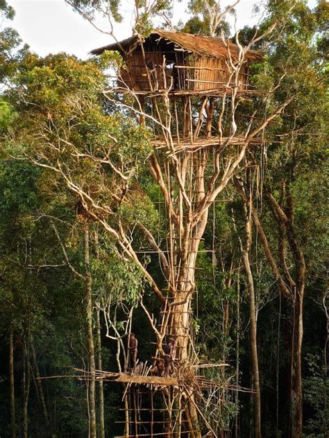 The Tree Houses of the Korowai Tribe of New Guinea | Amusing Planet