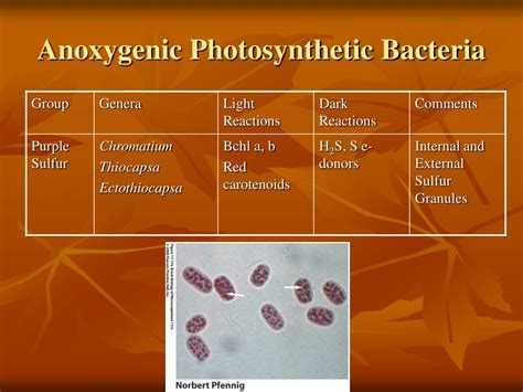 PPT - Photosynthesis in Microorganisms PowerPoint Presentation, free download - ID:2376234