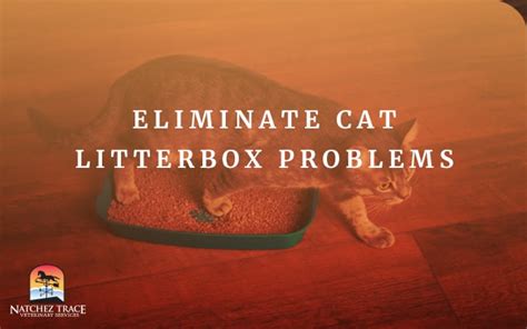 Eliminate Cat Litterbox Problems - Nashville TN Alternative Veterinary