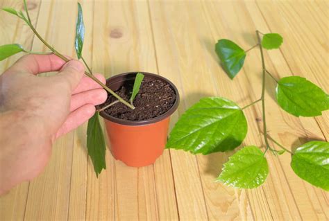 Indoor Plant Propagation: From Seeds to Saplings the Best Beginner's ...