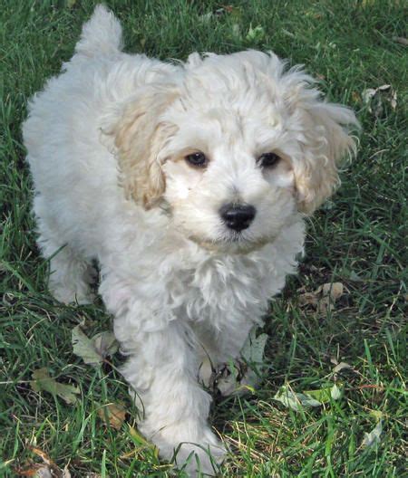 Cockapoo Puppy White Cockapoo Dog