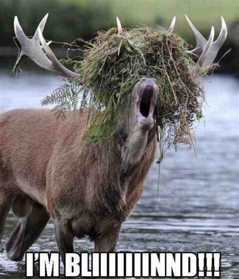 Stag tries to impress the ladies with grass wig | Funny deer pictures ...