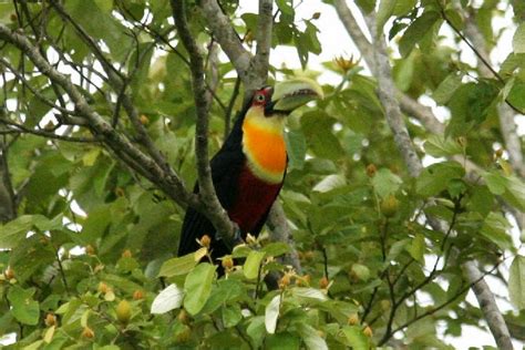 RAMPHASTIDAE | Pybio Paraguay Biodiversidad