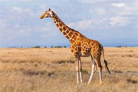 Giraffe Facts: Habitat, Behavior, Diet