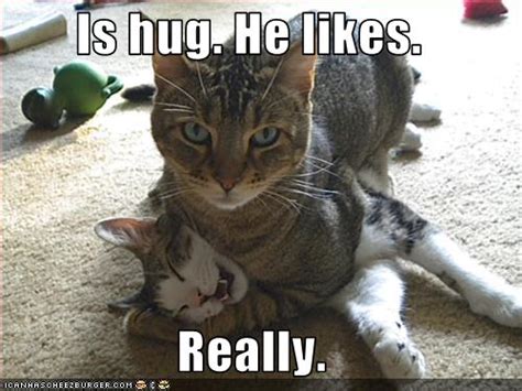 Funny Cats: The Cat Hug