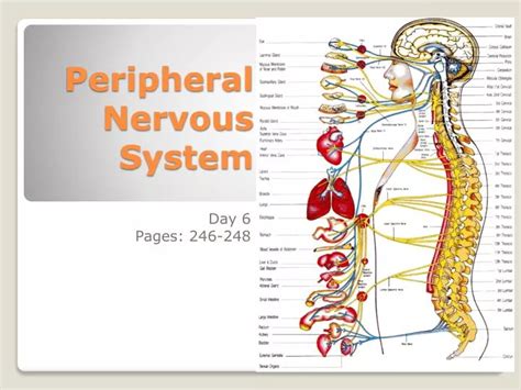 PPT - Peripheral Nervous System PowerPoint Presentation, free download - ID:5354889