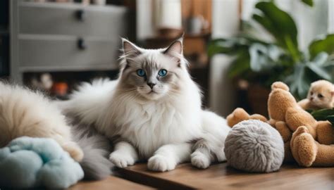 Ragdoll Cat Breeders Near Me