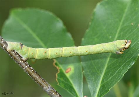 Pepper and Salt Geometer Biston betularia Linnaeus, 1758 | Butterflies ...