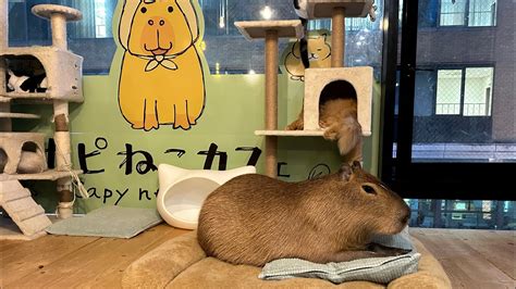 *My Kids Love This Place* Capybara and Cat Cafe - Tokyo Japan 🇯🇵 - YouTube