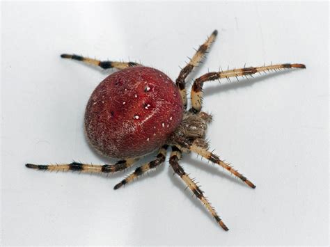 28 Types of Spiders in Illinois (with pictures) - Animal Hype