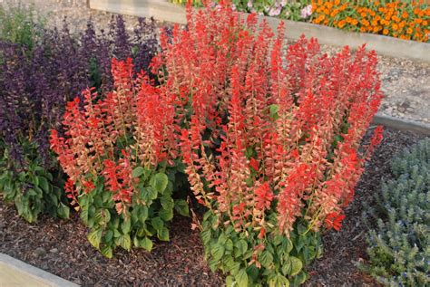 Salvia splendens (Salvia, Scarlet Sage) | North Carolina Extension Gardener Plant Toolbox