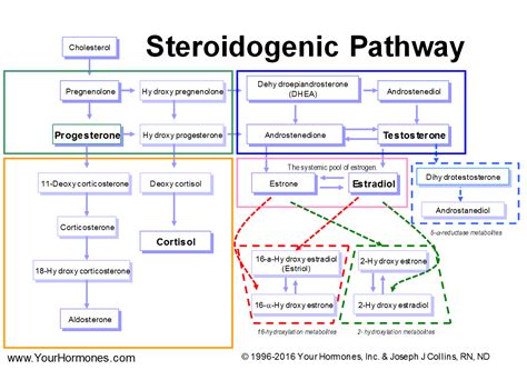 Metanephrine Pathway