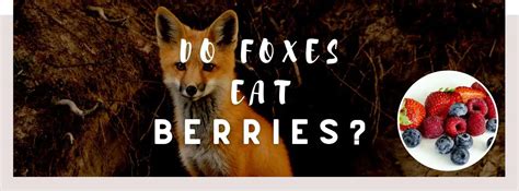 ᐅ Do Foxes Eat Berries? | Toxic or Healthy