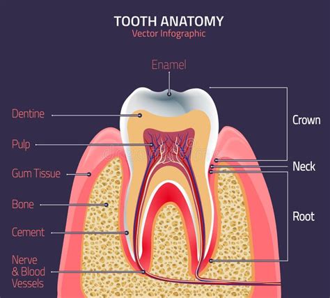 Teeth Anatomy Diagram